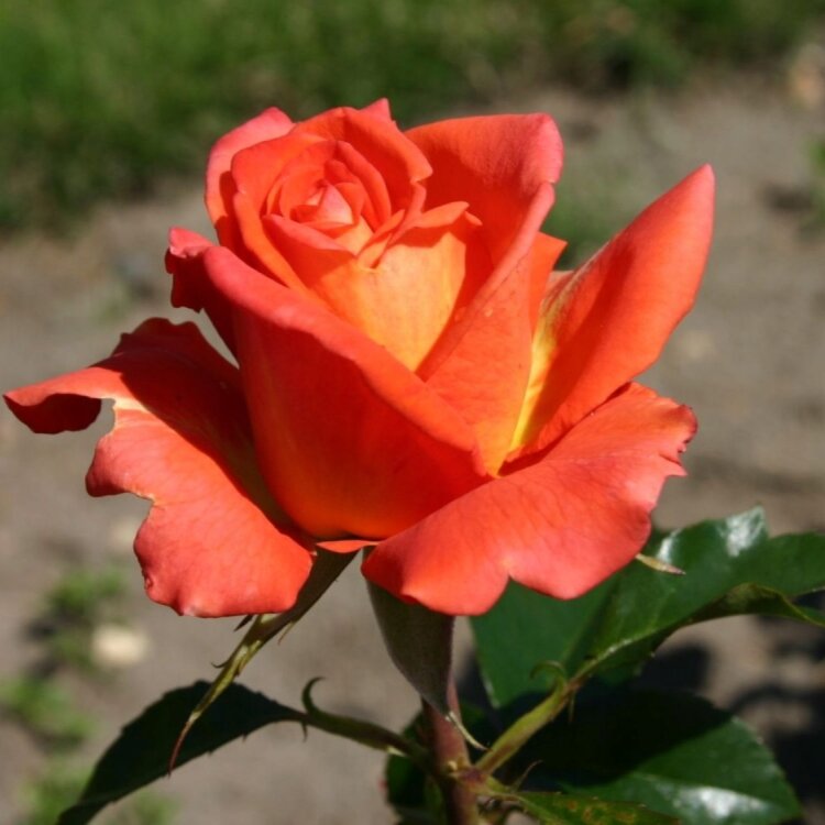 Саженец розы сорт "Моника" Закрытая корневая система
