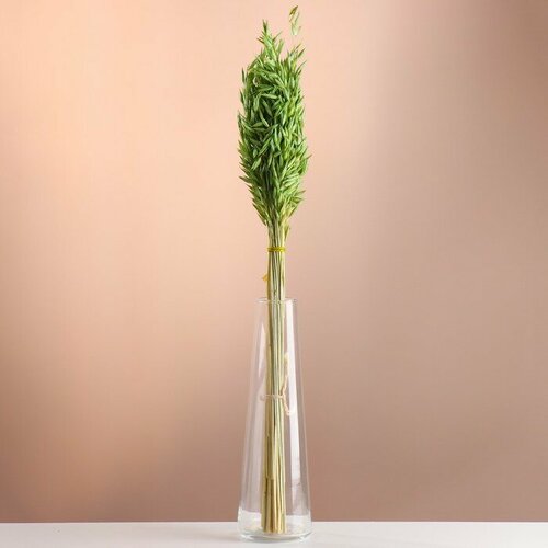 Набор сухоцветов Овес банч длина 60-65 - 6 см зелёный 542₽