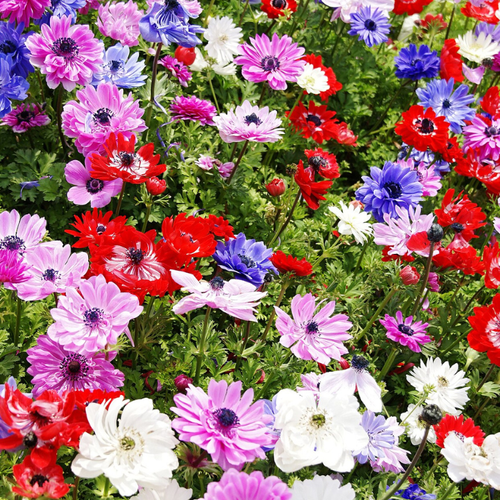 Ветреница ( Анемоны ) Биг Микс 30 шт