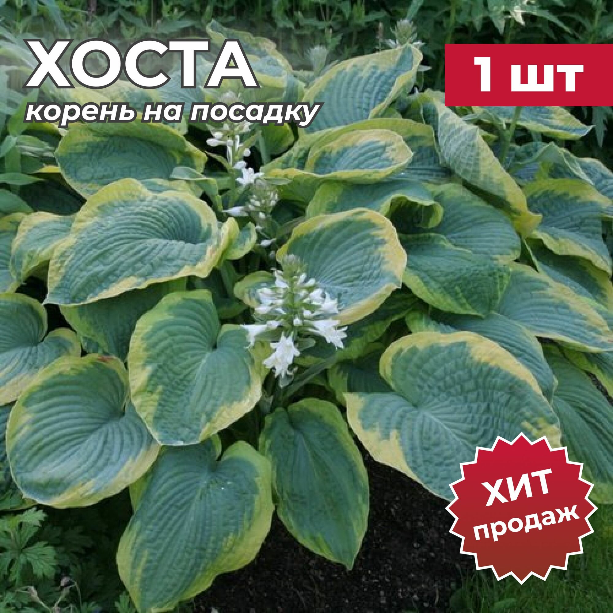 Хоста, корень/корневище хосты на посадку "франсез уильямс" 1 шт