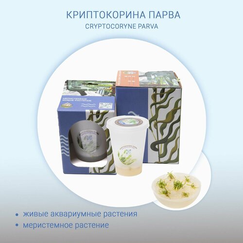 Криптокорина парва CRYPTOCORYNE PARVA меристема живые растения in-vitro для аквариума 490₽