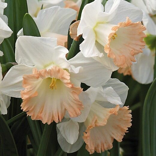 Нарцисс Бритиш Гэмбл 5 шт