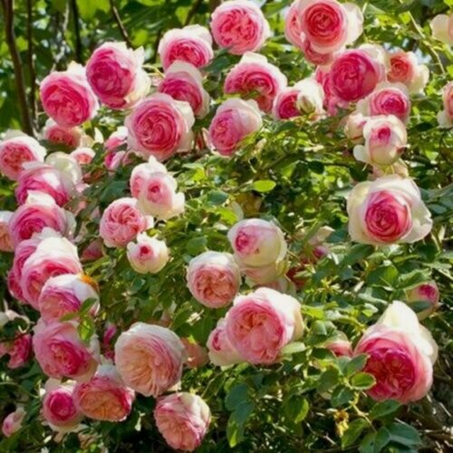 Изображение товара Роза плетистая Пьер де Ронсар (Pierre de Ronsard), 1 шт, розы