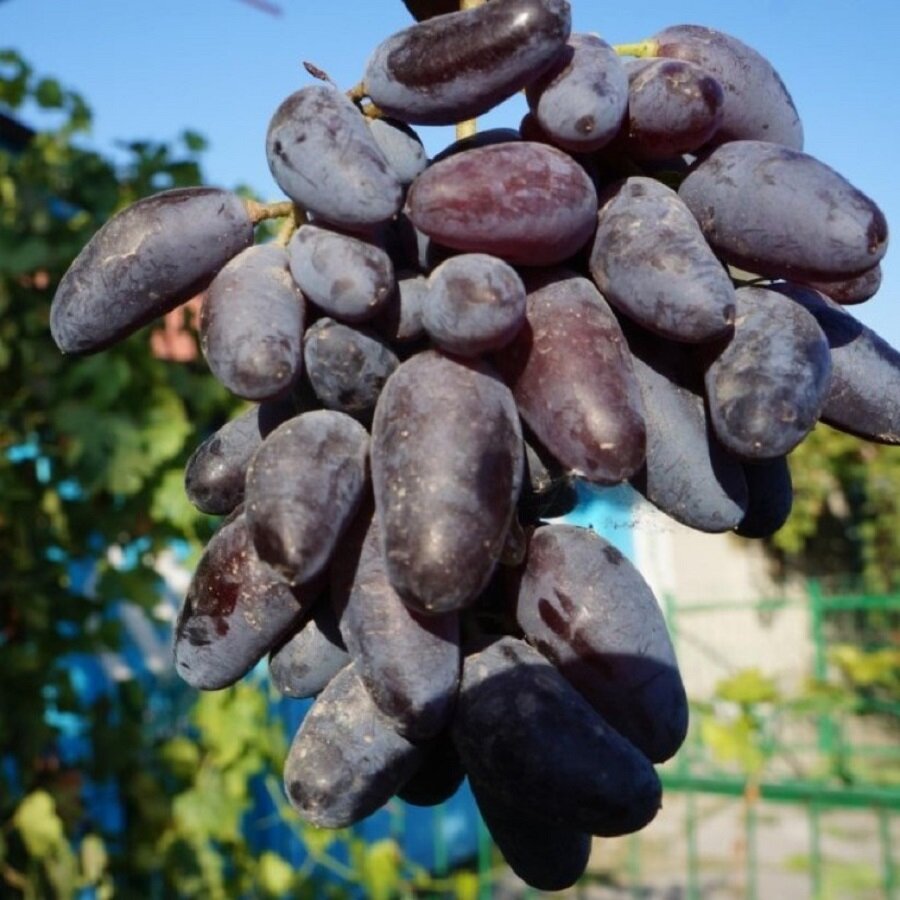 Семена Deodar SEEDS COMPANY Виноград черный Хусайне 10 шт.