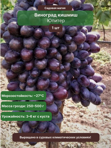 Изображение товара Виноград кишмиш Юпитер 1 шт / бессемянный, морозостойкий сорт