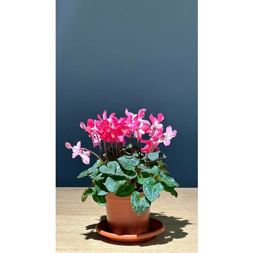 Комнатное растение 