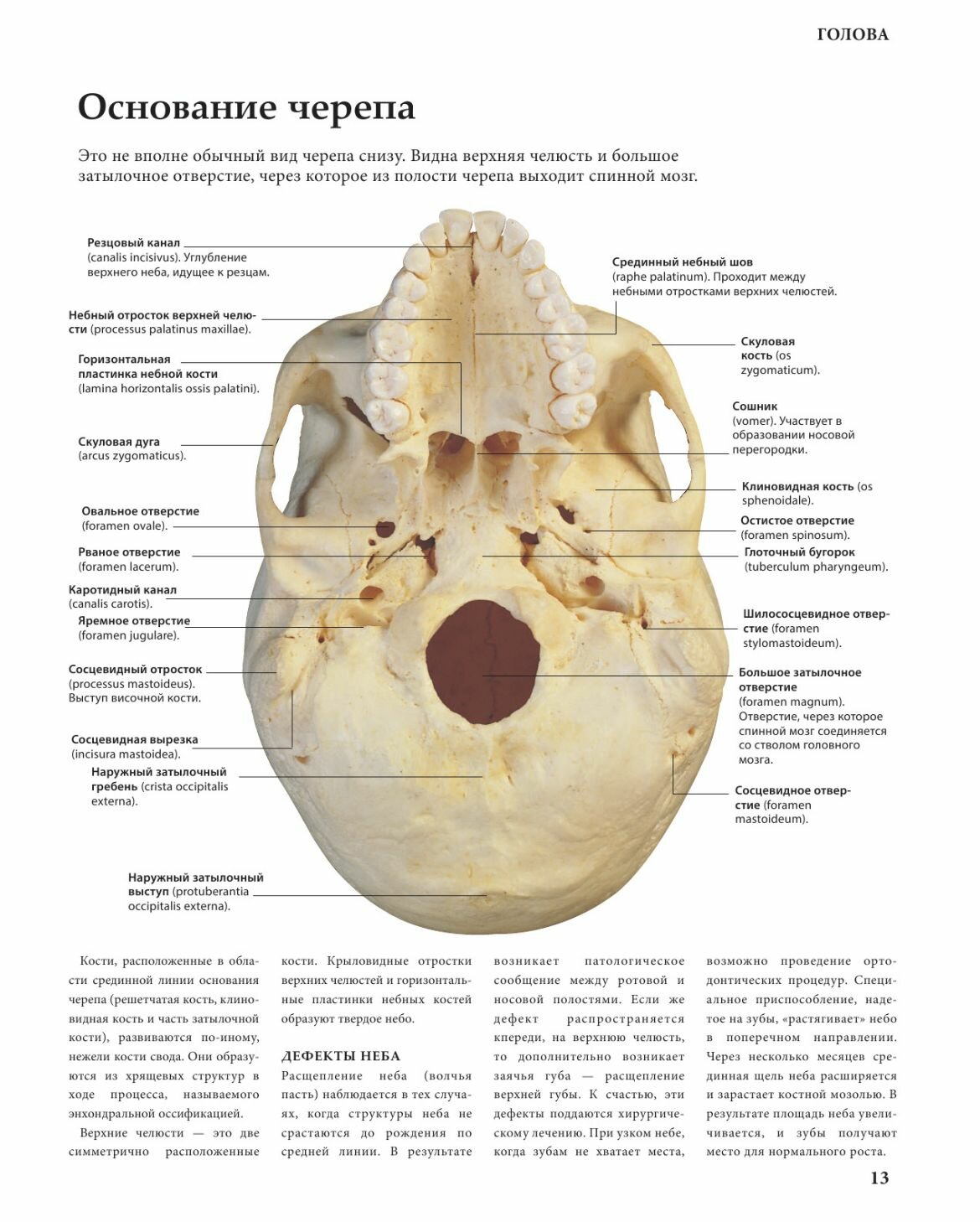 Анатомия человека. Тело. Как это работает - фото №20