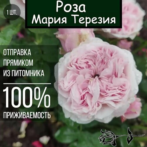 Саженец розы Мария Терезия / Роза флорибунда роза мария антуанетта флорибунда тантау