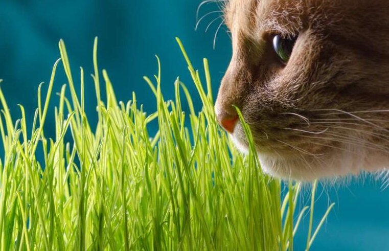 Семена овес для кошек - трава для проращивания