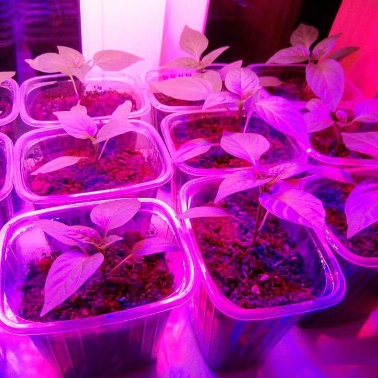 Светильник для растениеводства ВСЕСВЕТОДИОДЫ - фото №6