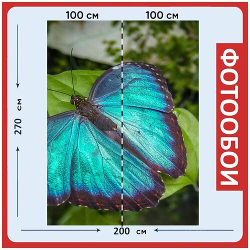 Фотообои Бабочка синий насекомые 200x270 см флизелиновыена стену 2940₽