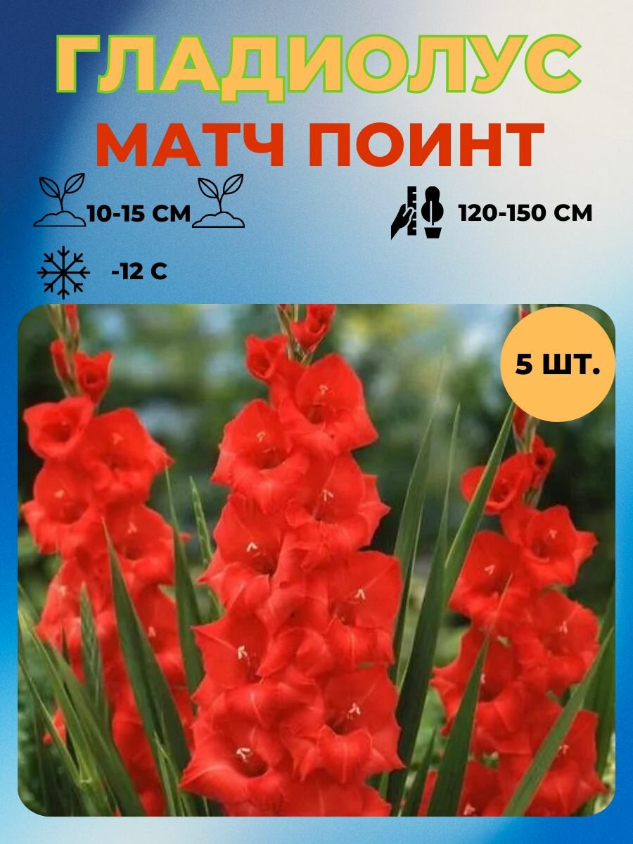 Гладиолус луковицы 5 шт.