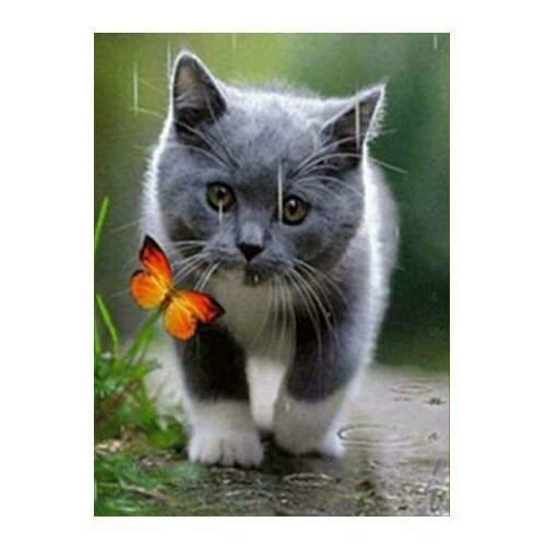 Алмазная мозаика на подрамнике Картина стразами Котенок и бабочка 30х40 см сложность 5 цветов 20 Komas 899₽