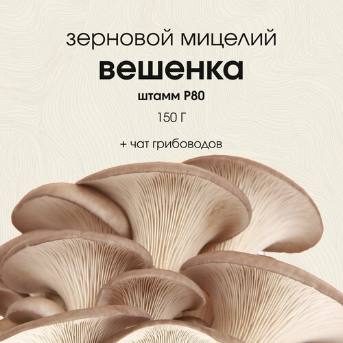 Мицелий грибов вешенки. Штамм Р80 зерновой, грибница для выращивания