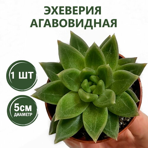 Эхеверия Агавовая Суккулент D-5 750₽