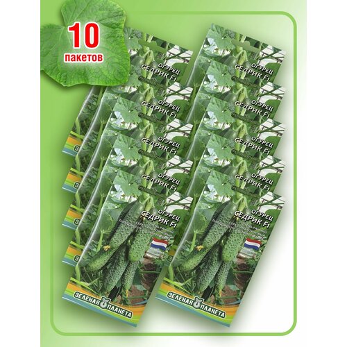 Огурец Седрик F1 (10 пакетов по 8 семян)