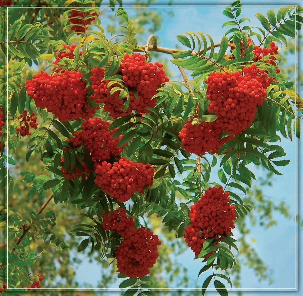 фото Фотообои глянцевые Гроздья рябины 201*196