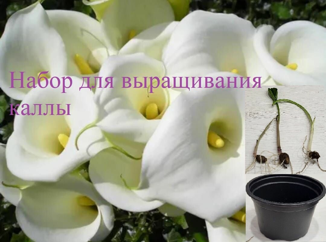 Набор для выращивания растений Вырасти каллу комнатные цветы (калла Эфиопская)