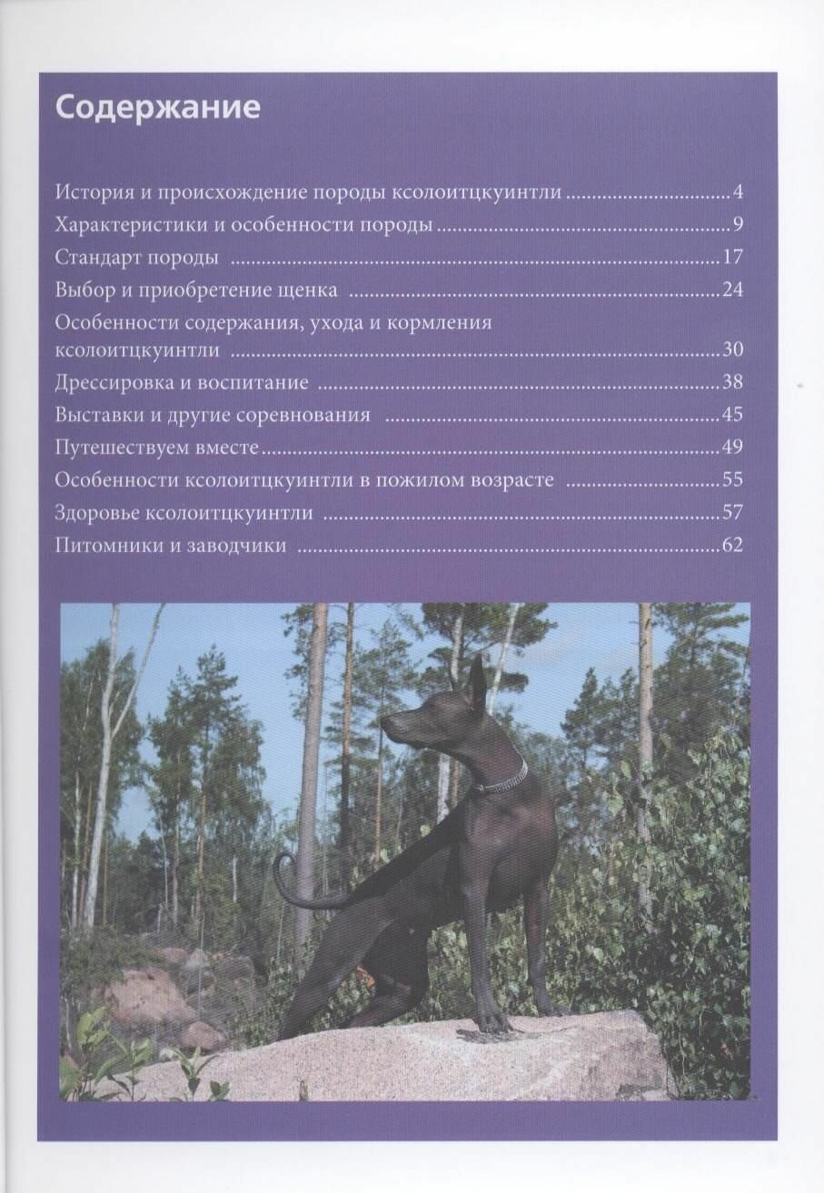 Ксолоитцкуинтли (Мексиканская голая собака). Содержание и уход - фото №4