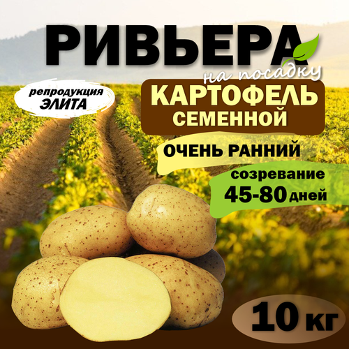 Картофель семенной ранний Ривьера (клубни на посадку Элита) 10 кг