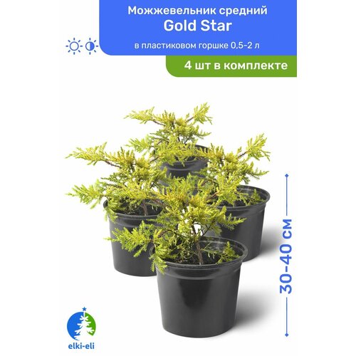Можжевельник средний Gold Star (Голд Стар) 30-40 см в пластиковом горшке 0,5-2 л, саженец, хвойное живое растение, комплект из 4 шт можжевельник средний олд голд