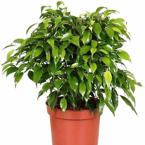 Семена Орешка Фикус Бенджамина, Ficus benjamina 20 шт. фикус orangery ficus micr ginseng 19 45