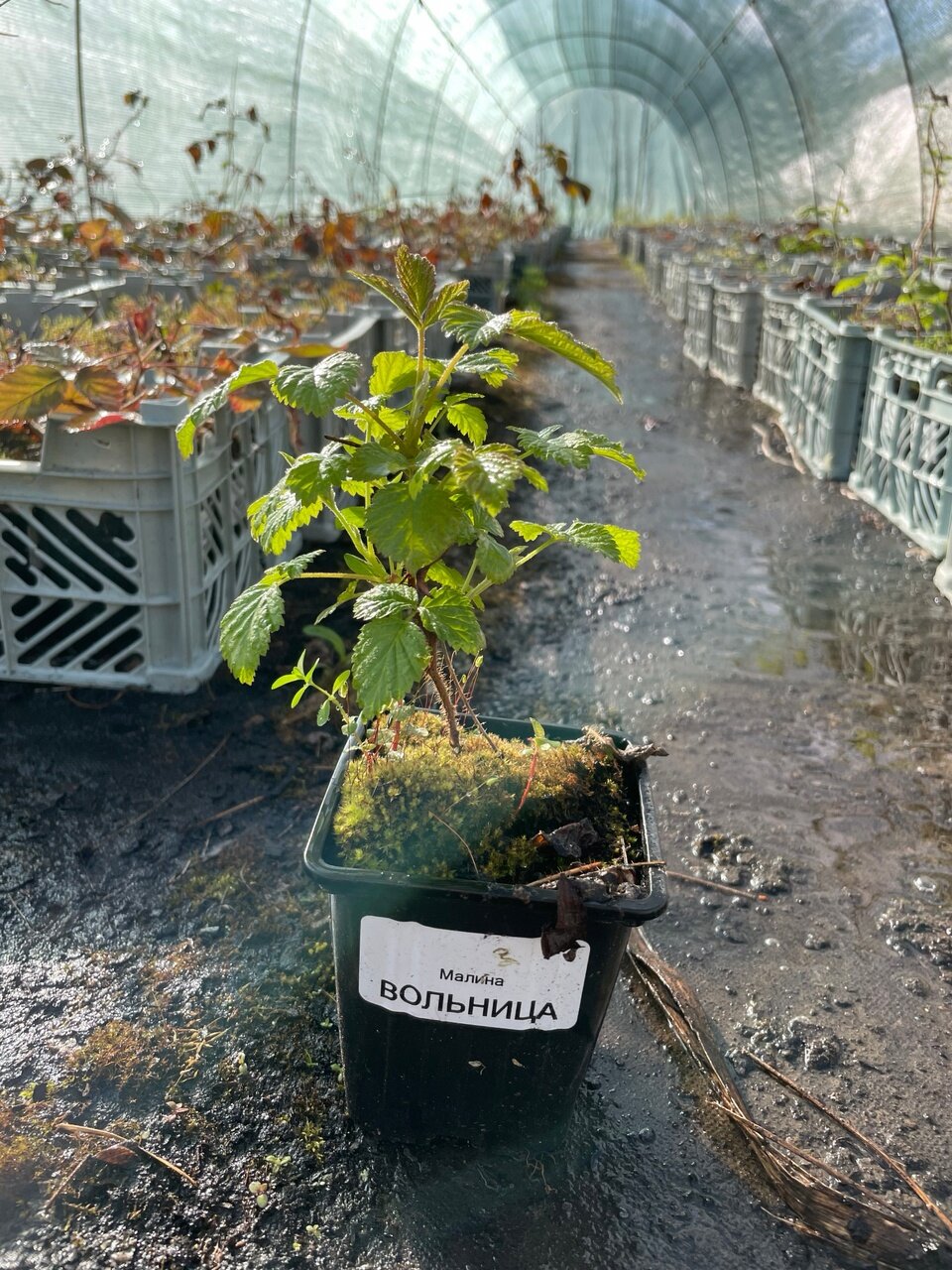 Малина слава россии купить саженцы — купить по низкой цене на Яндекс ...
