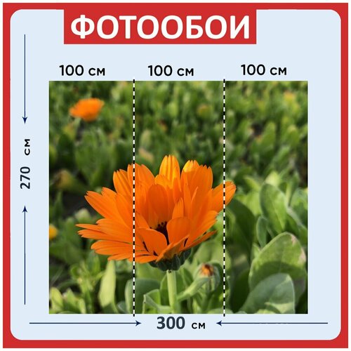 Фотообои Лепесток желтый зеленый 300x270 см флизелиновыена стену 3970₽