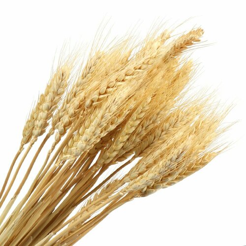 Искусственный цветок Колосья, бежевый, для дома и офиса