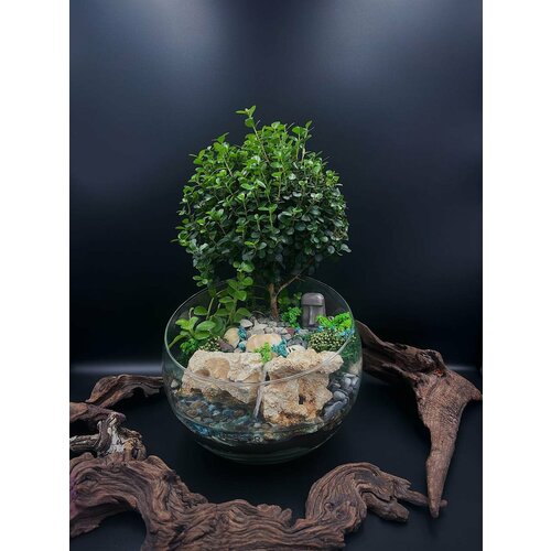 Флорариум с мирсиной африканской от Flolefor 