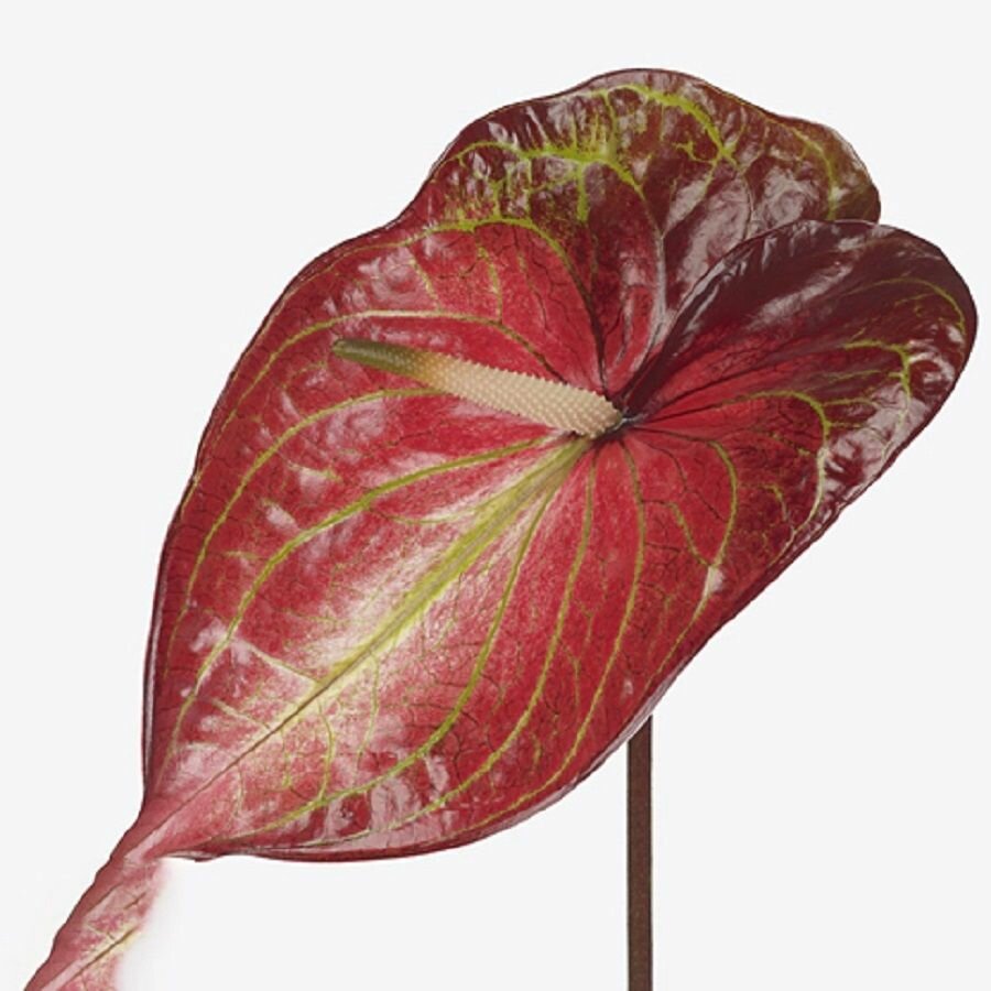 Антуриум Карибский Anthurium Carlablackiae семена