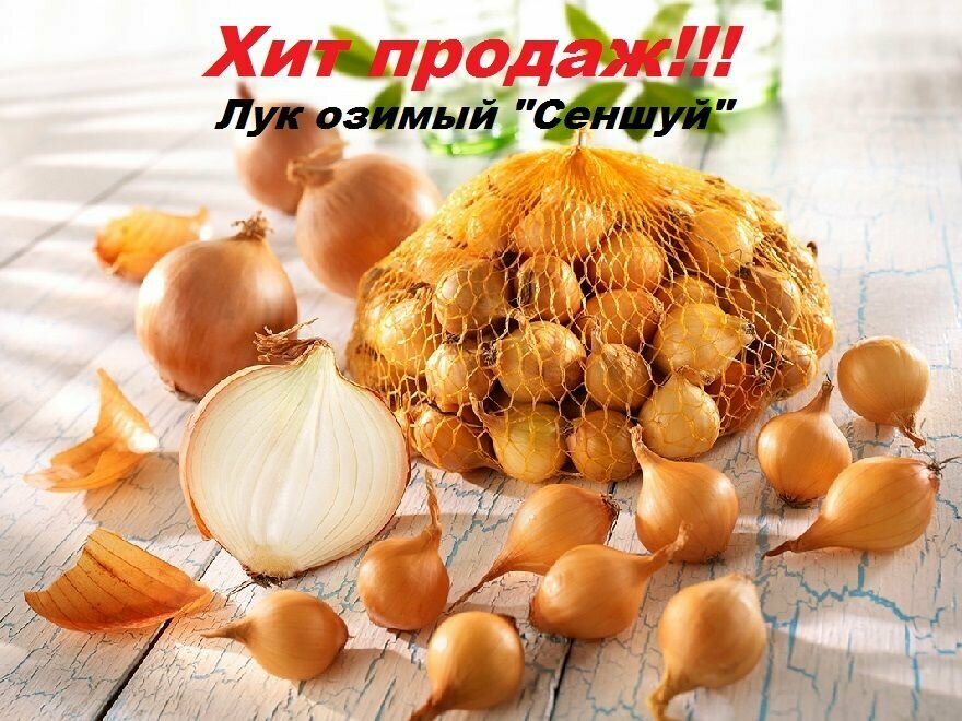 Лук севок 