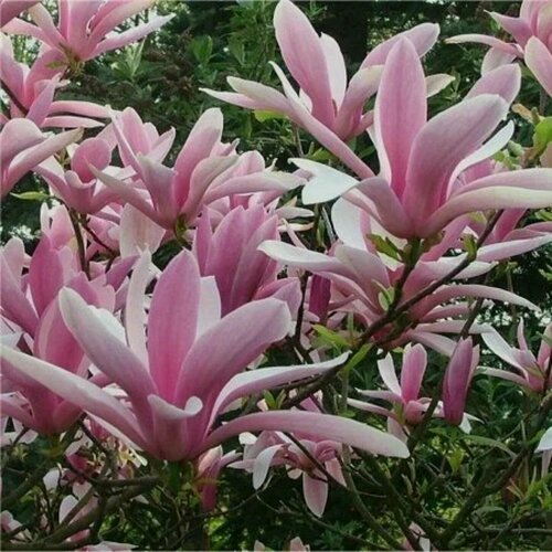 Изображение товара Магнолия гибридная Джордж Генри Керн, магнолии, ароматные, цветущие