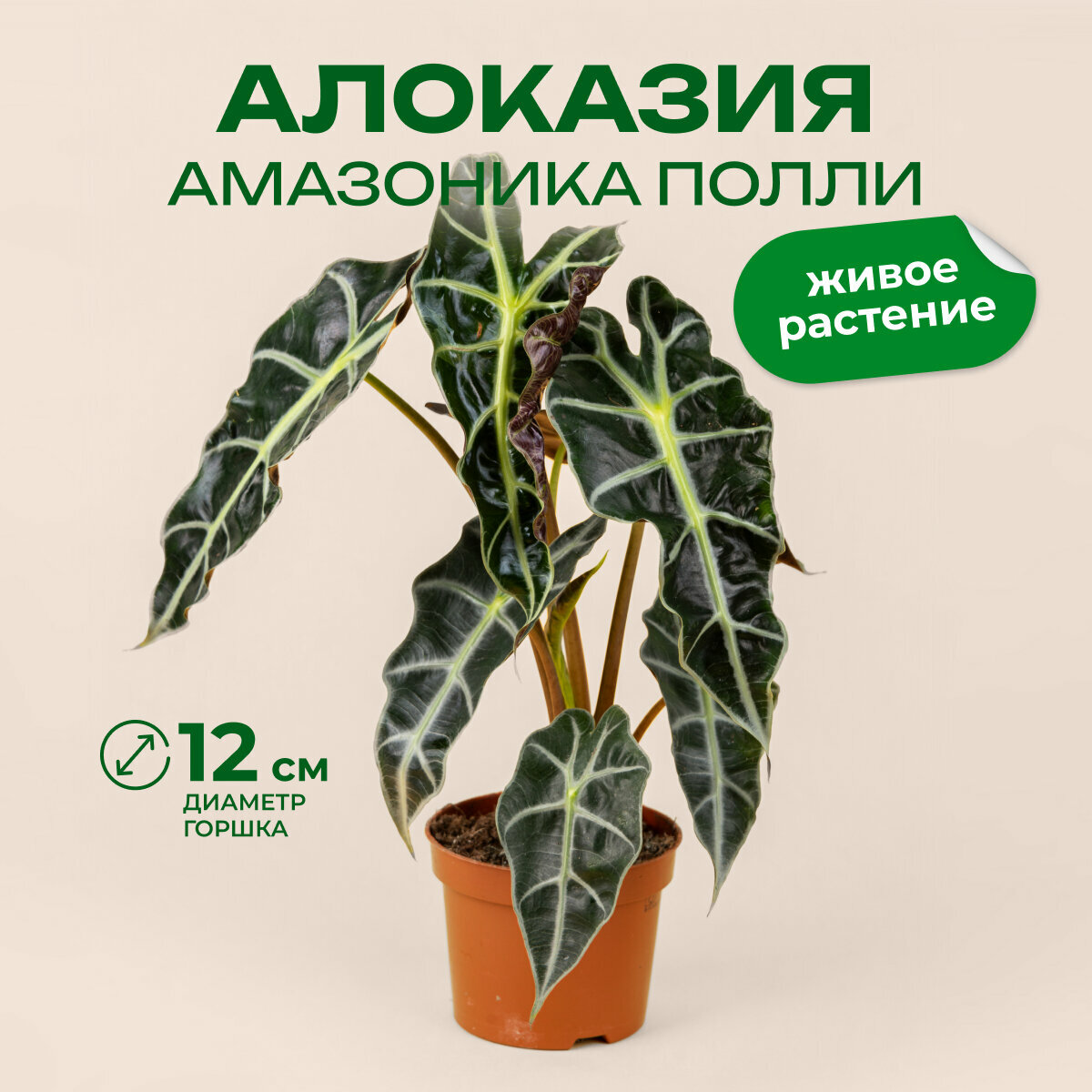 Цветок алоказия Амазоника полли высота 25-30 см в технологическом горшке d12см