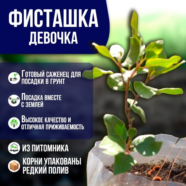 Саженец фисташкового дерева морозостойкий годовалый девочка