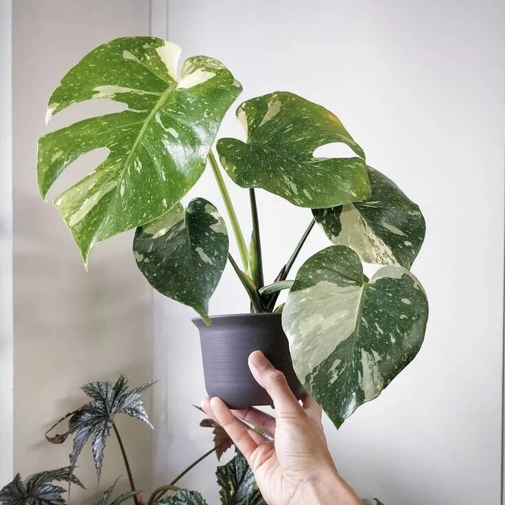 Монстера «Тайское созвездие» / Вариегатная/редкое растение 12/35см