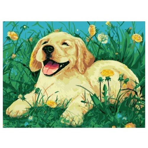 фото Color Kit Картина по номерам "Пес на лужайке" 30х40 см (CE126)