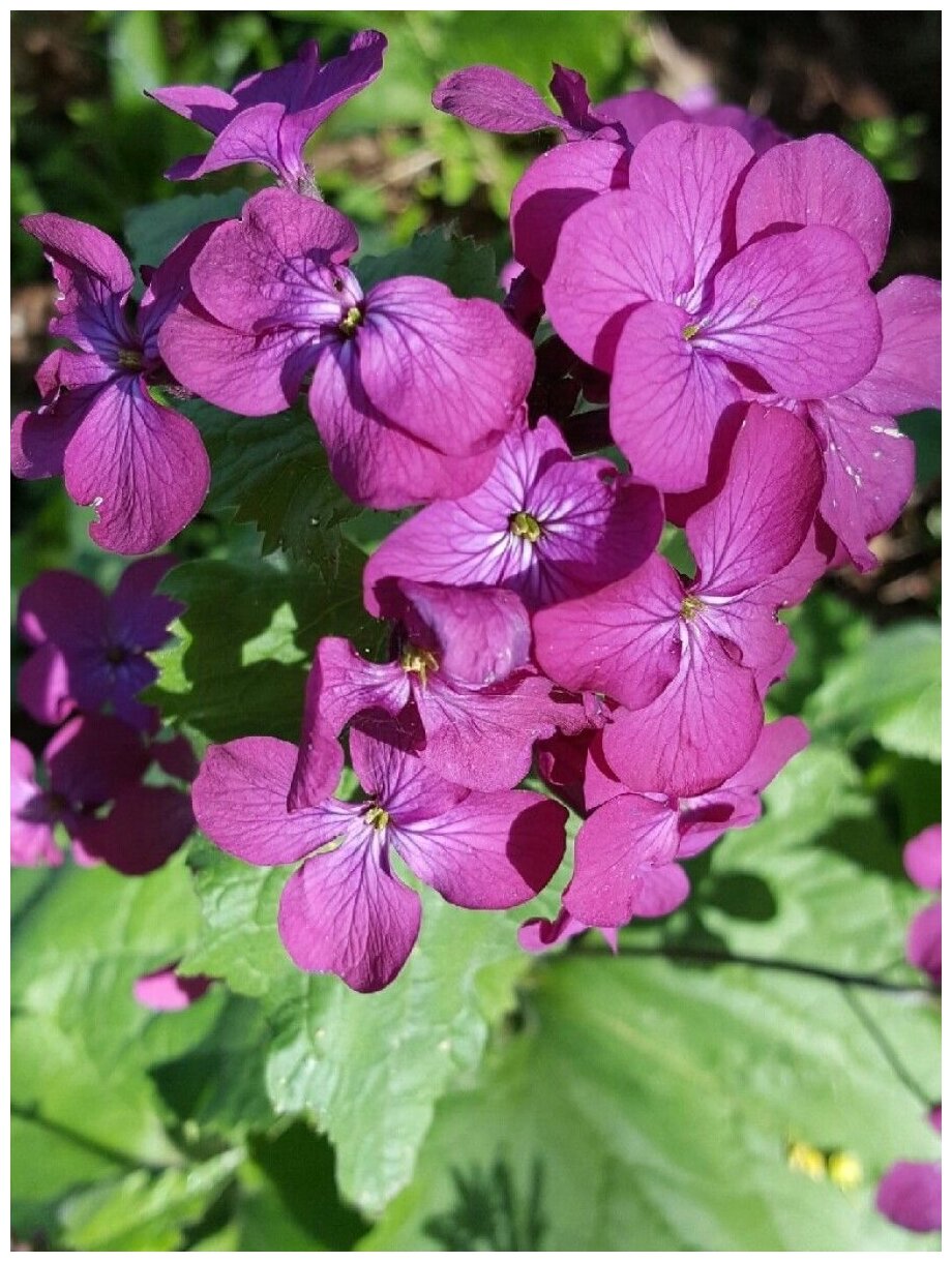 Семена Лунария оживающая двулетняя Purple (Lunaria annua) 20 штук