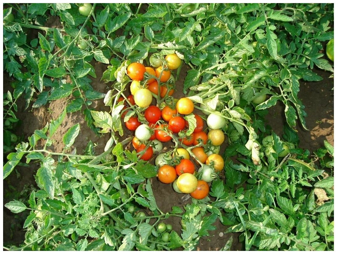 Томат Гном, скороспелый низкорослый сорт, подходит для выращивания на подоконнике и балконе, дружно плодоносит, 20 семян