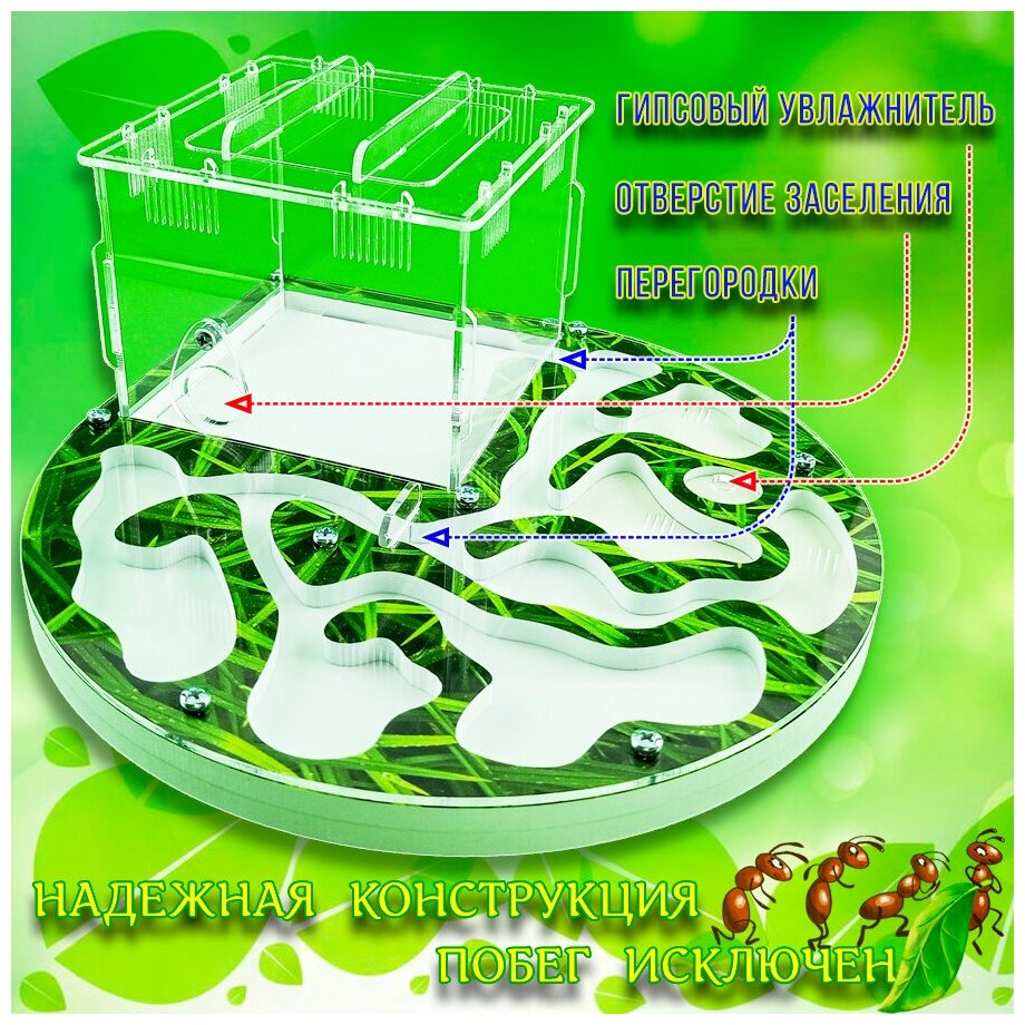Муравьиная ферма - фотография № 3