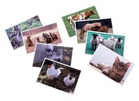 Набор карточек Мозаика-Синтез Расскажите детям о домашних животных 21x15 см 12 шт.
