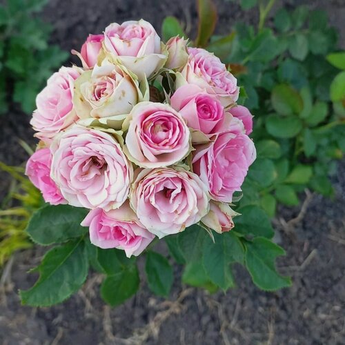 Изображение товара Роза спрей Мими Эден (Mimi Eden) / 1 шт, ароматный, непрерывноцветущий сорт