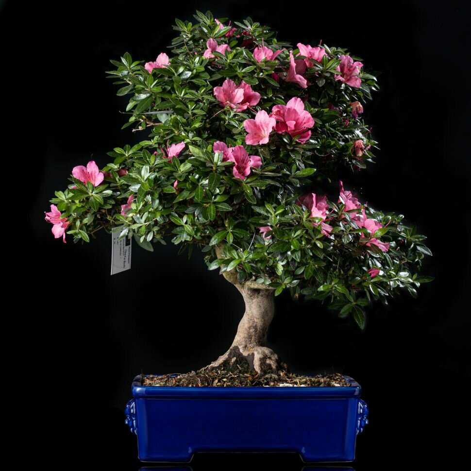 фото Бонсай Азалия в синей плошке 58 см