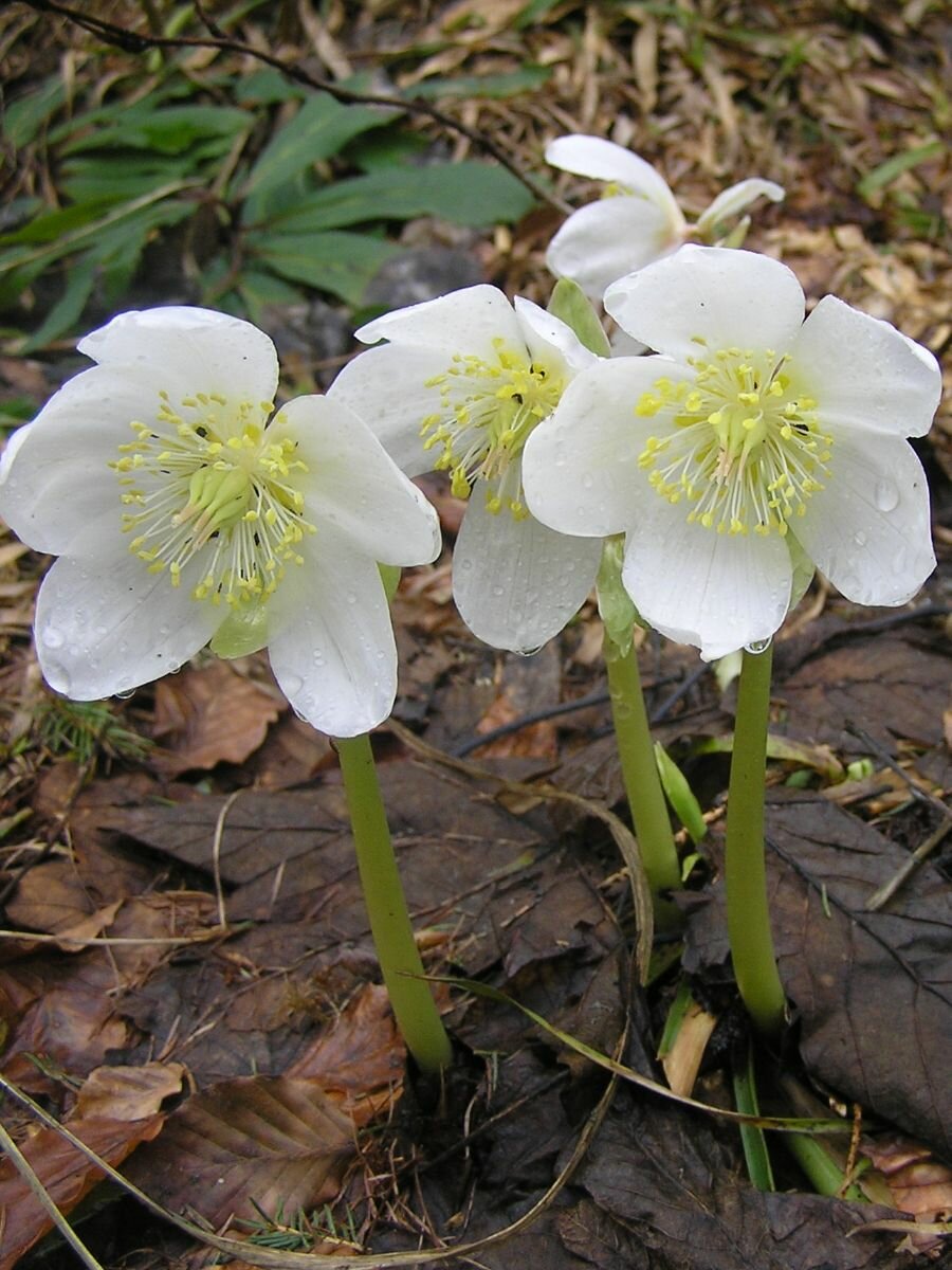 Семена Морозник кавказский (Helleborus caucasicus) 10 штук