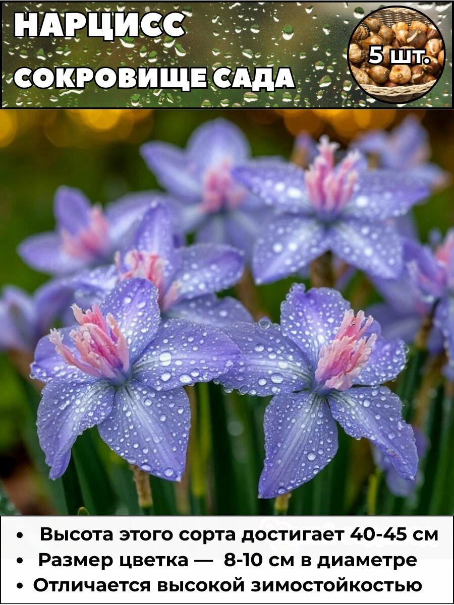 Нарцисс Сокровище сада луковицы 5 штук