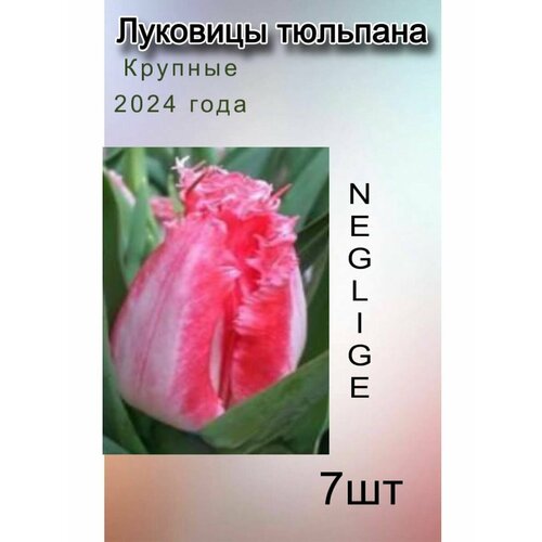 Луковицы Тюльпана Neglige ( 7 шт)