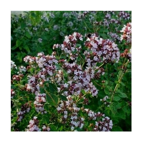 Душица обыкновенная 'Margeritha'