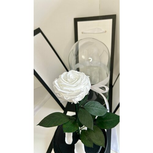 Живая роза Premium 27Х15 белая, подарочная коробка, подарок, стабилизированный цветок, день рождения