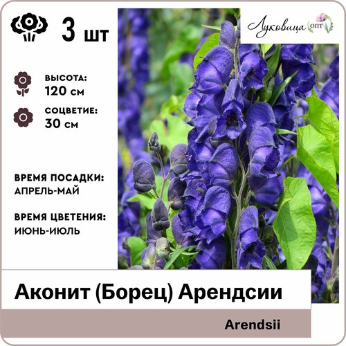 хоста жанет janet корни 1шт голландия Аконит (Борец) Арендсии (Arendsii), корни 3шт, Голландия