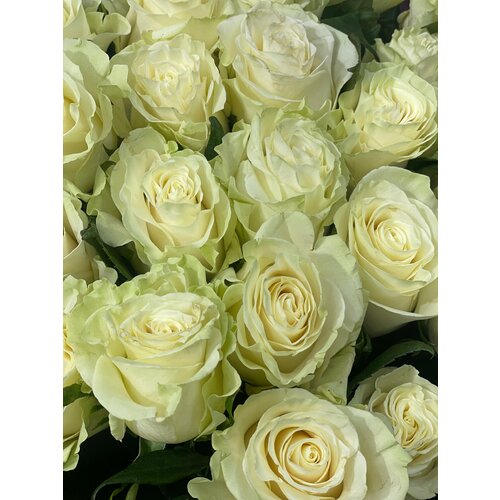 Розы белые Эквадор 70 см